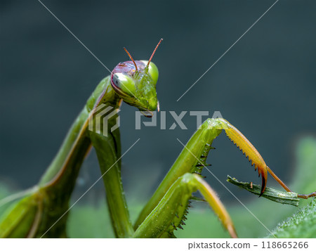 Praying mantis ambuscading on a plant leaf 118665266
