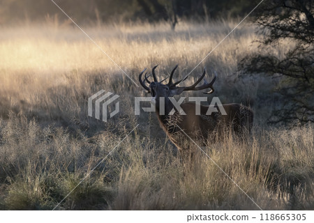 Male Red deer in La Pampa, Argentina, Parque Luro, Nature Reserve 118665305