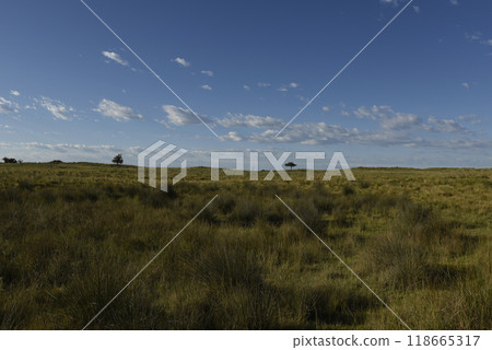 Pampas grass landscape, La Pampa province, Patagonia, Argentina. 118665317