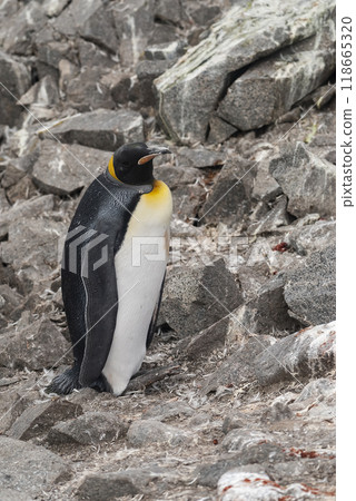 Emperor penguin,Aptenodytes forsteri, in Port Lockroy, Goudier island, Antartica. 118665320