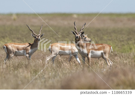 Blackbuck Antelope in Pampas plain environment, La Pampa province, Argentina 118665339