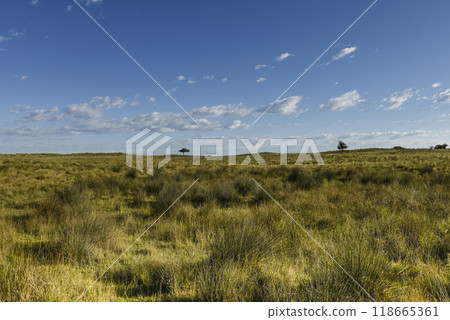 Pampas grass landscape, La Pampa province, Patagonia, Argentina. 118665361
