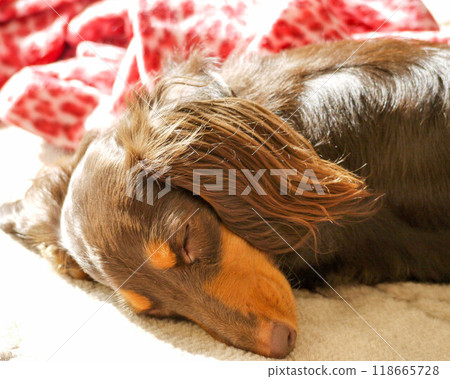 Dachshund dozing in the soft sunlight 118665728
