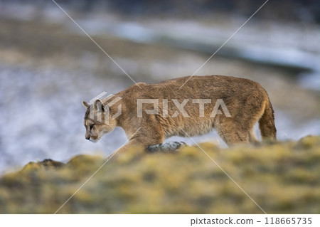 Puma walking in mountain environment, Torres del Paine National Park, Patagonia, Chile. 118665735
