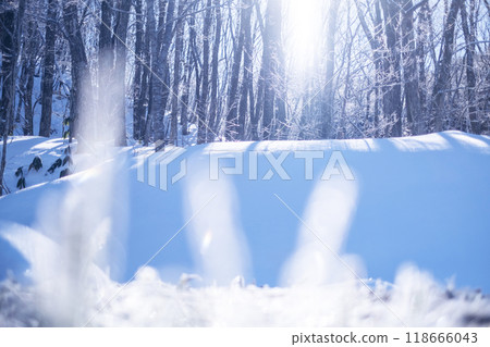 Frost on Satoyama due to radiative cooling (around Lake Onbara) 118666043