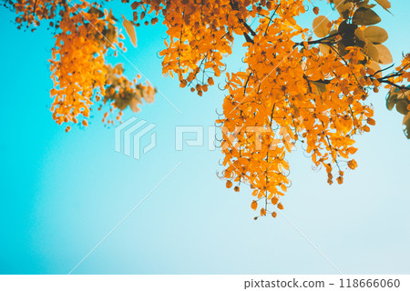 Golden shower, Indian laburnum tree botanical name cursia fistula Golden shower, Indian laburnum tree botanical name cursia fistula 118666060