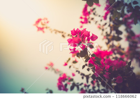 Pink bouganvillea flowers Pink bouganvillea flowers 118666062