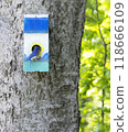Bluebird resting at colorful birdhouse on a sunny tree 118666109