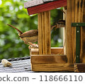 Wren feeding its chick in a wooden birdhouse outdoors 118666110