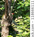Pileated woodpecker perched on tree in lush green forest 118666111
