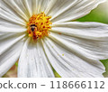 Macro shot of bee collecting nectar from white flower 118666112