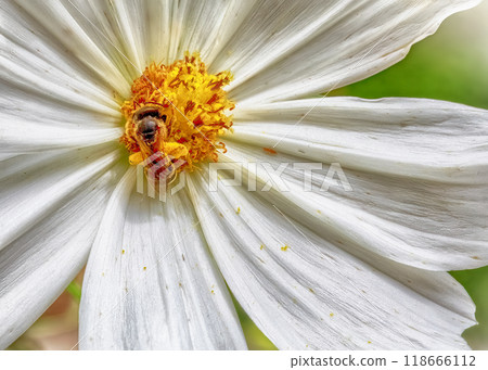 Macro shot of bee collecting nectar from white flower 118666112