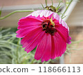 Vibrant pink flower with bumblebee collecting pollen 118666113