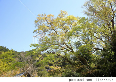 Refreshing blue maple Refreshing blue maple 118666297