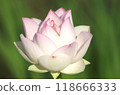 A lotus flower with a beautiful white and pink gradation [green background] 118666333