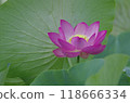 Landscape with lotus flowers [green background] 118666334