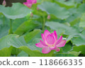 Pink lotus blooming landscape [green background] 118666335