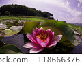 Scenery of red water lilies blooming 118666376