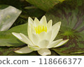 White lotus flowers surrounded by leaves 118666377