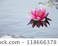 Red water lily flower floating on the water 118666378