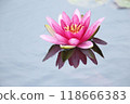 Red water lilies blooming on the water surface 118666383