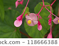 The pretty pink flowers of the begonia 118666388