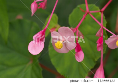 The pretty pink flowers of the begonia 118666388