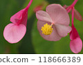 A cute pink begonia flower [close-up] 118666389