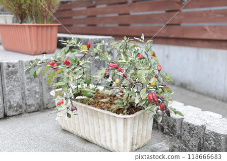 Capsic Candy 118666683