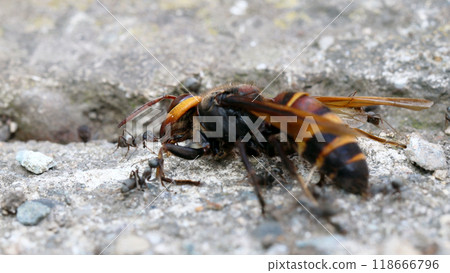螞蟻拉死黃蜂 118666796