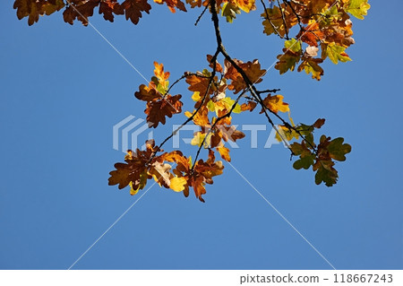 Autumn forest detail, colorful leaves Autumn forest detail, colorful leaves 118667243