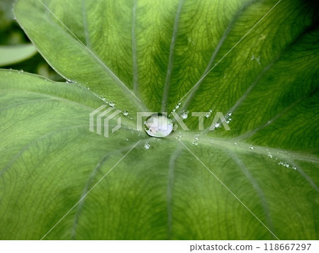 Drops of water on taro leaves Drops of water on taro leaves 118667297