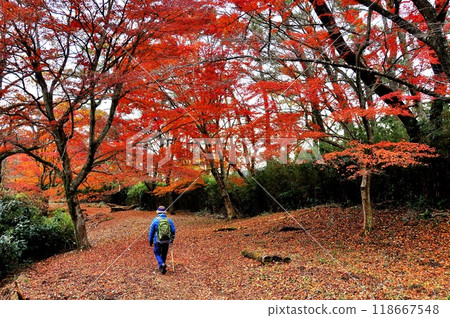 箱根徒步路線:秋坂路上的紅葉和遠足者 箱根徒步路線:秋坂路上的紅葉和遠足者 118667548