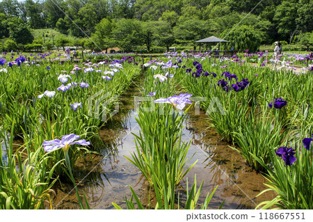 Higashimurayama Iris Festival, Kitayama Park Iris Garden, Higashimurayama City, Tokyo 118667551