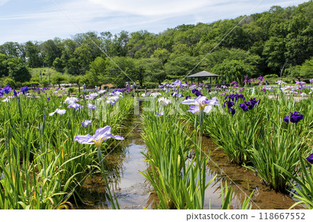 Higashimurayama Iris Festival, Kitayama Park Iris Garden, Higashimurayama City, Tokyo Higashimurayama Iris Festival, Kitayama Park Iris Garden, Higashimurayama City, Tokyo 118667552