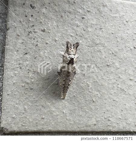 Swallowtail蝴蝶蛹 Swallowtail蝴蝶蛹 118667571