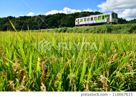 稻穗低頭、喜波120型的“茶京都列車” 稻穗低頭、喜波120型的“茶京都列車” 118667615
