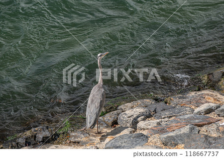 宇治川關龍橋附近一隻灰鷺以魚為食 宇治川關龍橋附近一隻灰鷺以魚為食 118667737