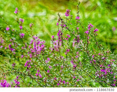 千屈菜家族群落 千屈菜家族 118667830