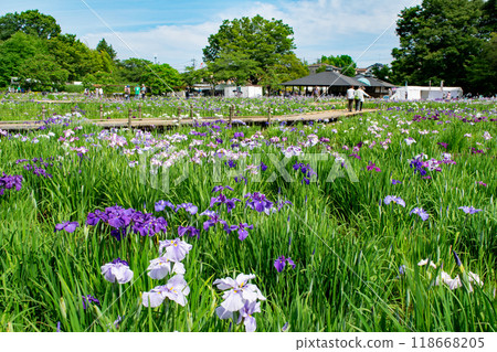 Higashimurayama Iris Festival, Kitayama Park Iris Garden, Higashimurayama City, Tokyo 118668205