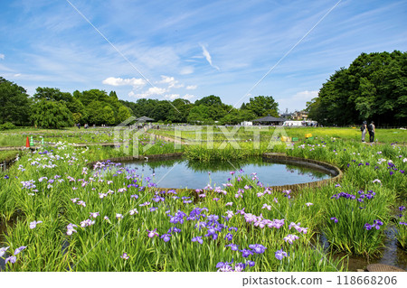 Higashimurayama Iris Festival, Kitayama Park Iris Garden, Higashimurayama City, Tokyo Higashimurayama Iris Festival, Kitayama Park Iris Garden, Higashimurayama City, Tokyo 118668206
