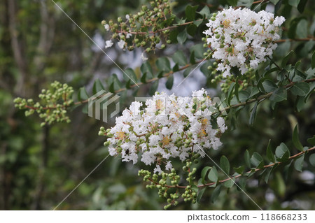 Flower of crape mybs Flower of crape mybs 118668233