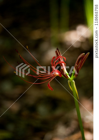 希根花蕾 希根花蕾 118668708
