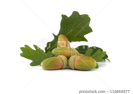 Close-up of five acorns with green caps and an oak leaf on a white background Close-up of five acorns with green caps and an oak leaf on a white background 118668877