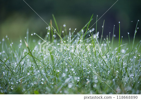 Morning dew droplets on green grass create a serene and fresh nature scene Morning dew droplets on green grass create a serene and fresh nature scene 118668890