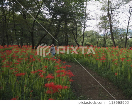 走在彼岸花路上的人們 118668903