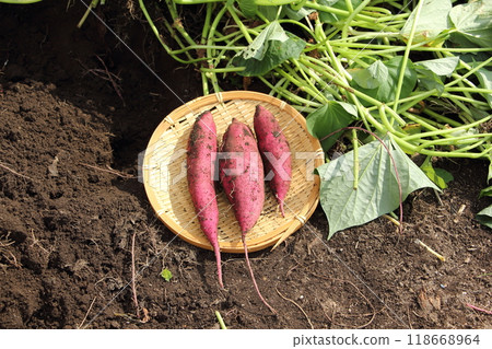 Digging sweet potatoes, Kintoki potatoes, sweet potato field Digging sweet potatoes, Kintoki potatoes, sweet potato field 118668964