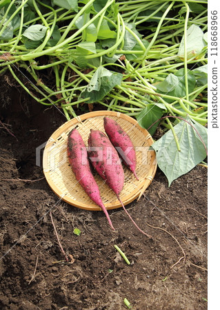 挖地瓜 金時地瓜田 118668966