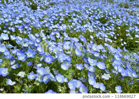 日立海濱公園禦晴山上盛開的睡蓮花園 日立海濱公園禦晴山上盛開的睡蓮花園 118669027