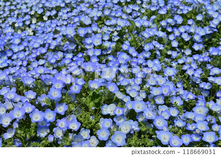 日立海濱公園禦晴山上盛開的睡蓮花園 日立海濱公園禦晴山上盛開的睡蓮花園 118669031